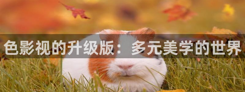 51视频在线播放